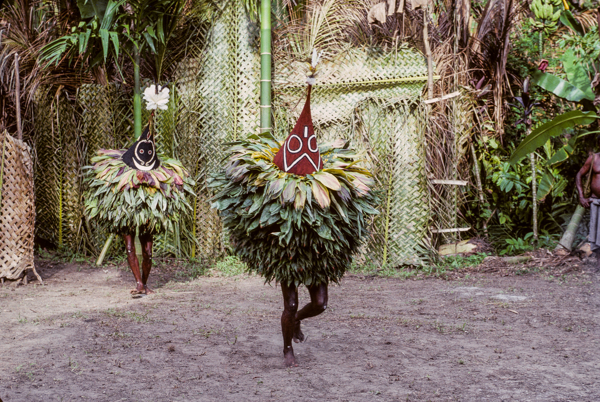 Nouvelle Guinée Papouasie. Rabaul, tribu des Tolaï. Les duk-duks sortent du labyrinthe "The secret".