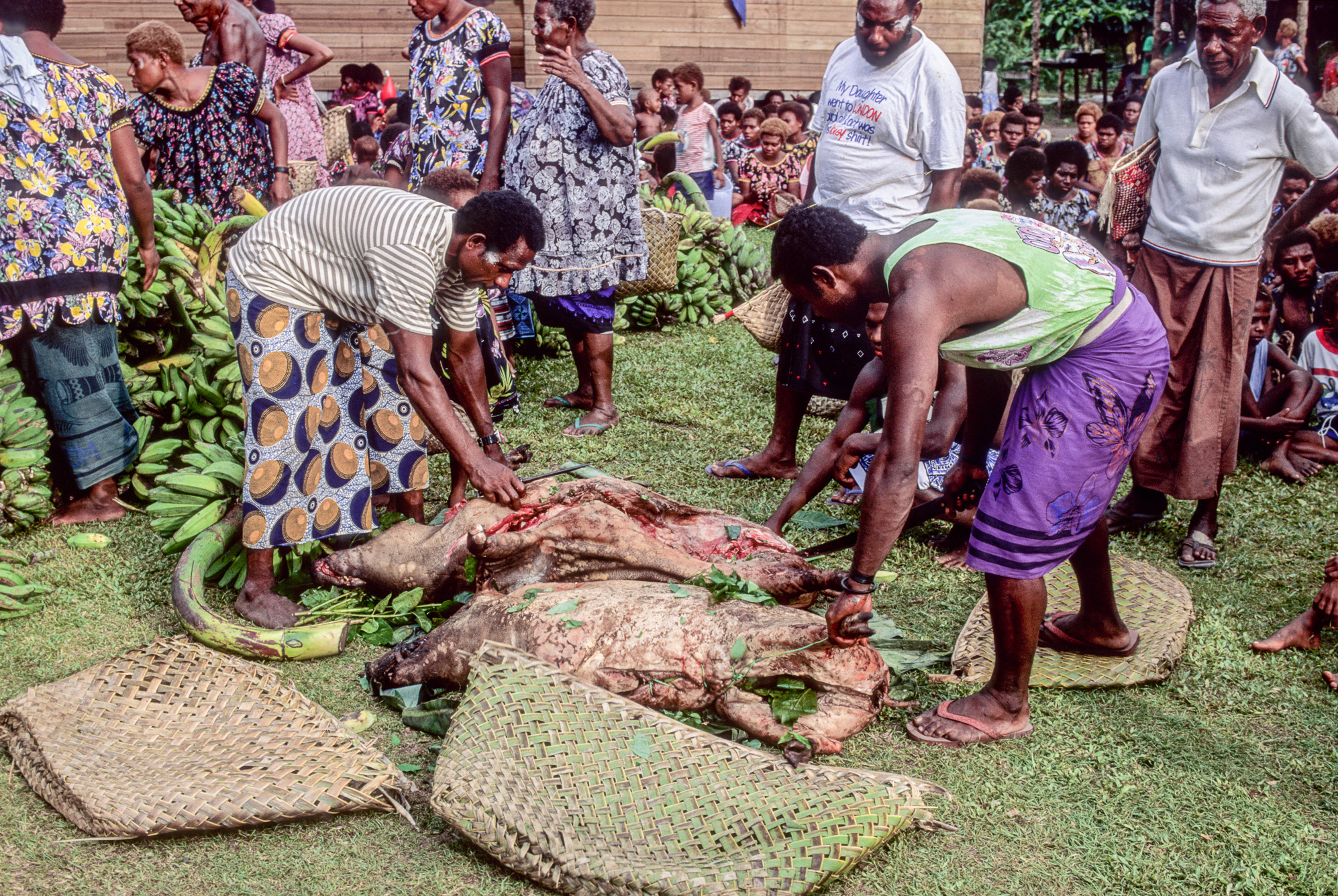 Nouvelle Guinée Papouasie. Rabaul, tribu des Tolaï.Un cochon est cuit pendant des heures dans ce four enterré.