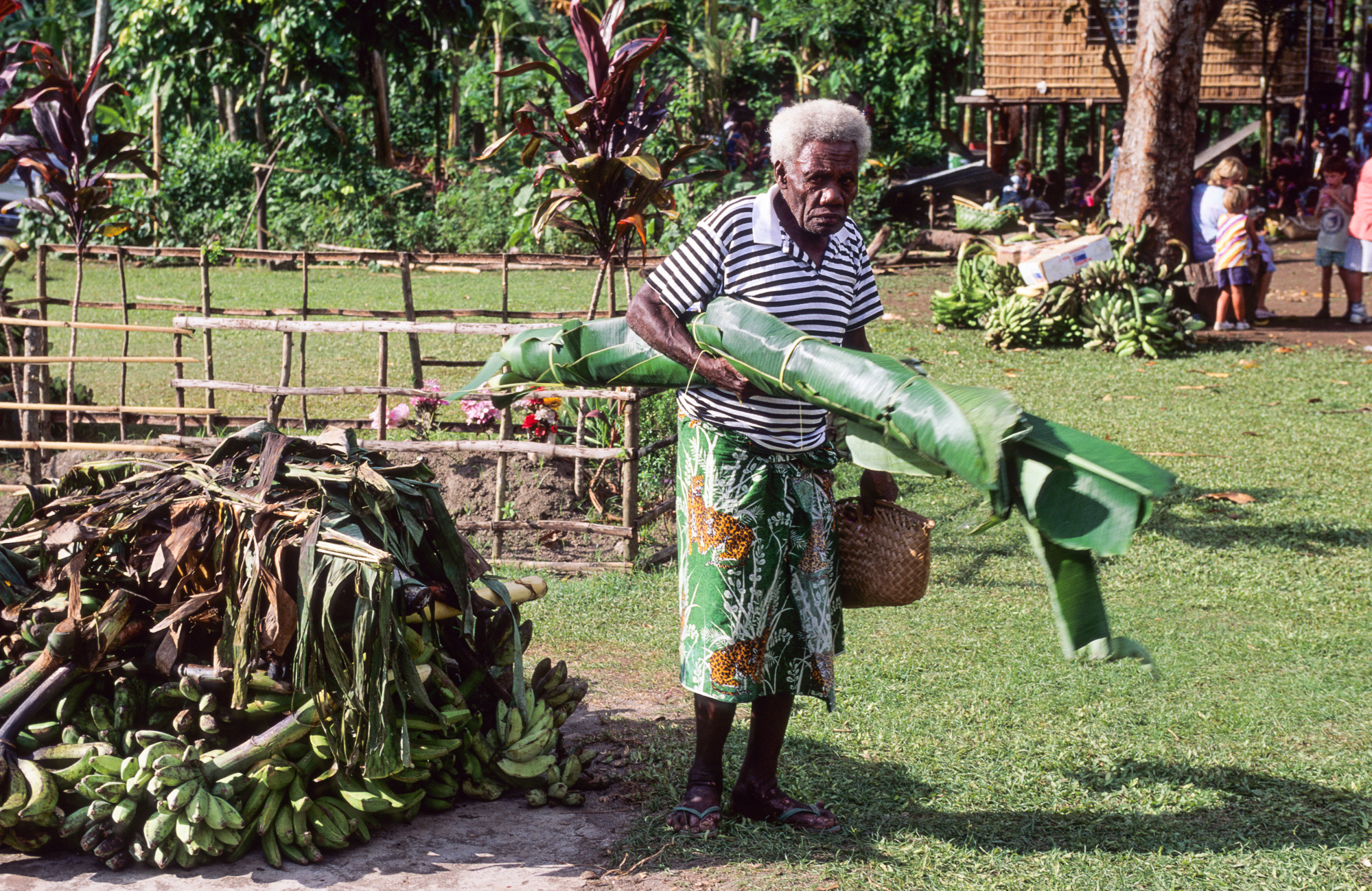 Nouvelle Guinée Papouasie. Rabaul, tribu des Tolaï. Un cochon est cuit pendant des heures dans ce four enterré.