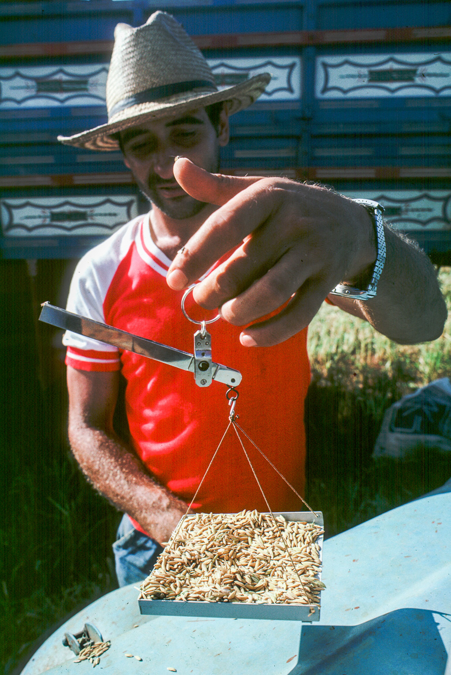Agua Boa. Christian Cambrais, un agriculteur français installé au Brésil.B Son employé contôle la densité de sa récolte de riz.