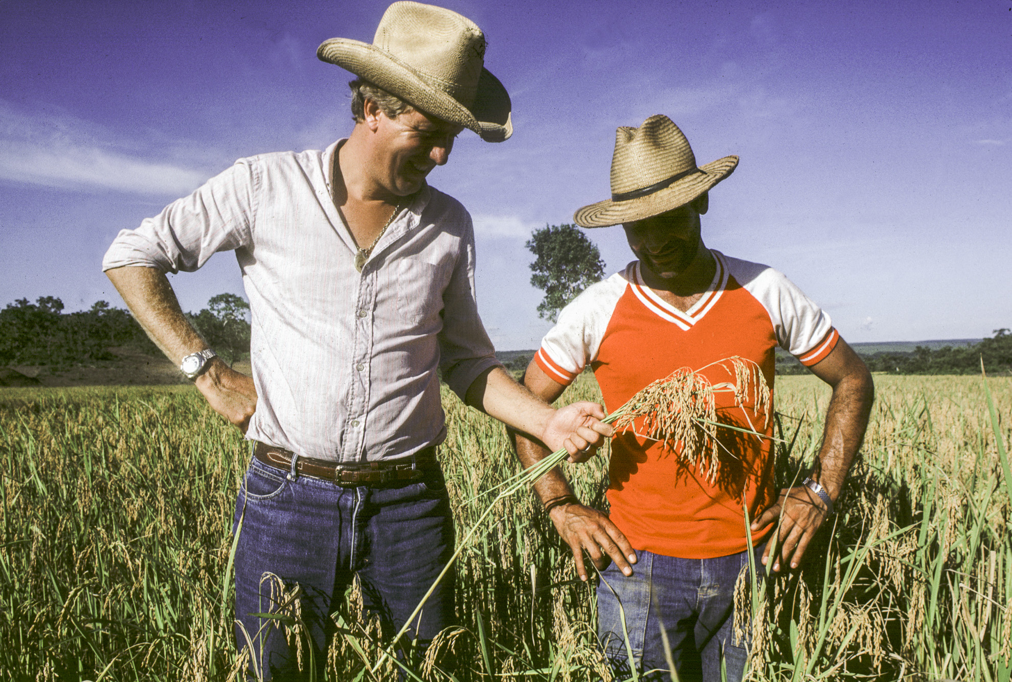 Agua Boa. Christian Cambrais, un agriculteur français installé au Brésil.B Son employé contôle la densité de sa récolte de riz.