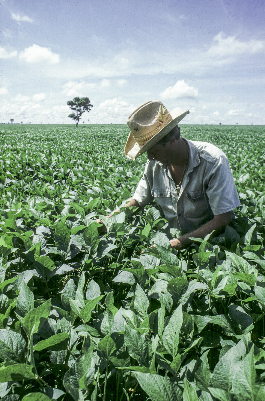 Agua Boa. Christian Cambrais, un agriculteur français installé au Brésil. Il contrôle ses plants de soja (2500 hectares).