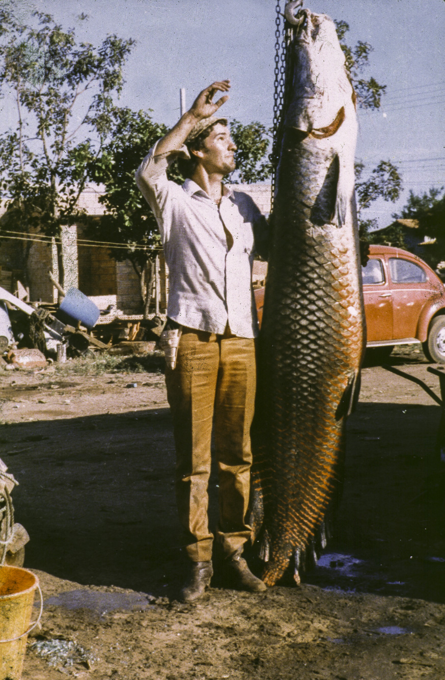 Agua Boa. Le pirarucu  est un immense brochet local, de couleur rouge. Celui-ci mesurait la bagatelle de 2,50m.