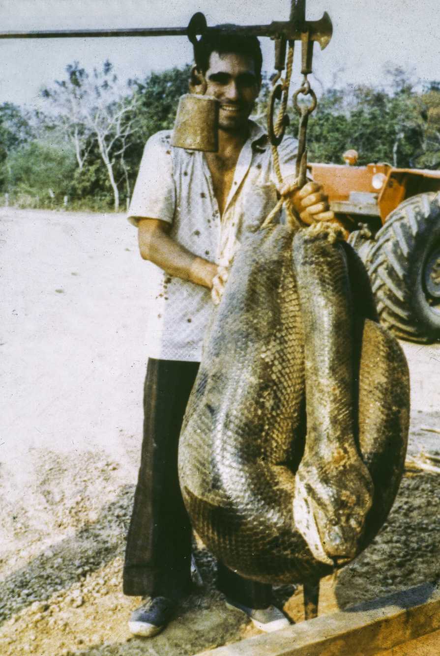 Agua Boa. Ce sucuri (anaconda en tupi guarani) mesurait 6m pour 115 kg.