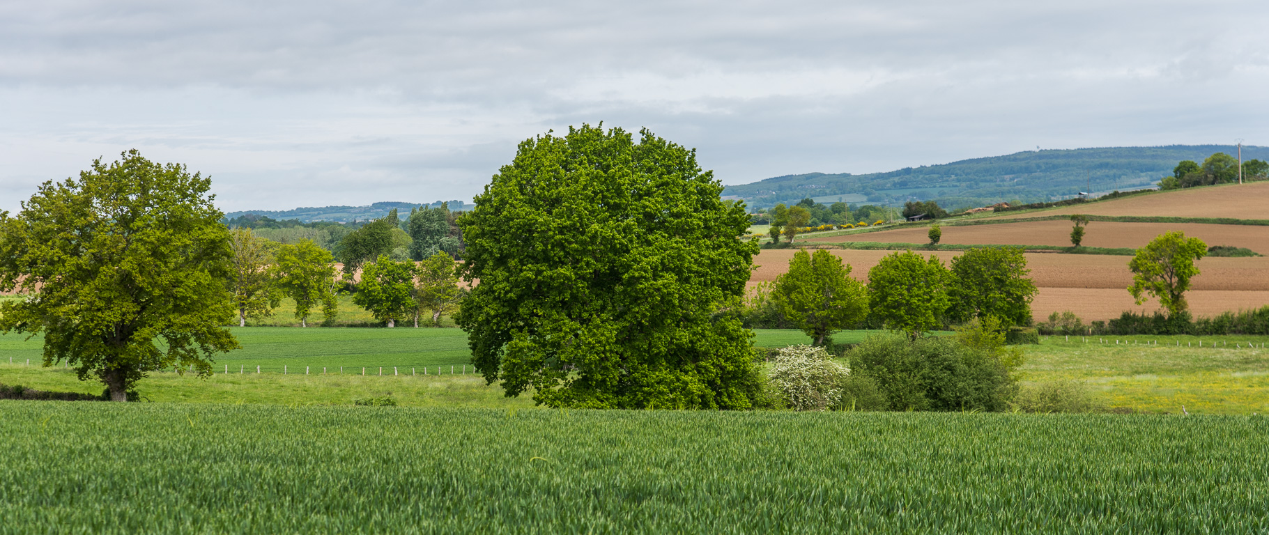 Saint-Pierre-des-Nids,