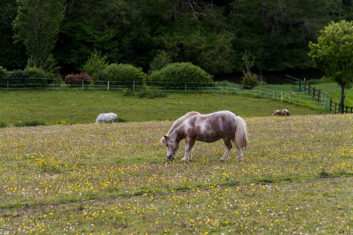 Saint-Cèneri-le-Gerei, parcage des chevaux.