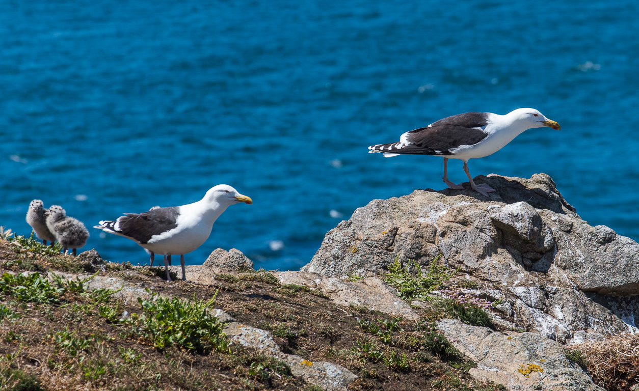 Saint-Malo, île de Cézembre. Un couple de goélands marins et leurs petits.