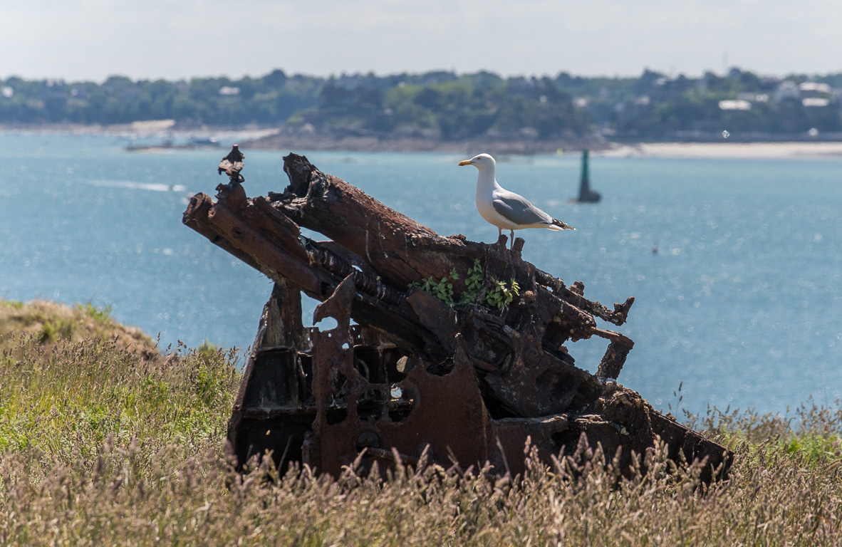 Saint-Malo, île de Cézembre. Goéland argenté posant sur un vestiges des bombardements de la Seconde Guerre Mondiale.