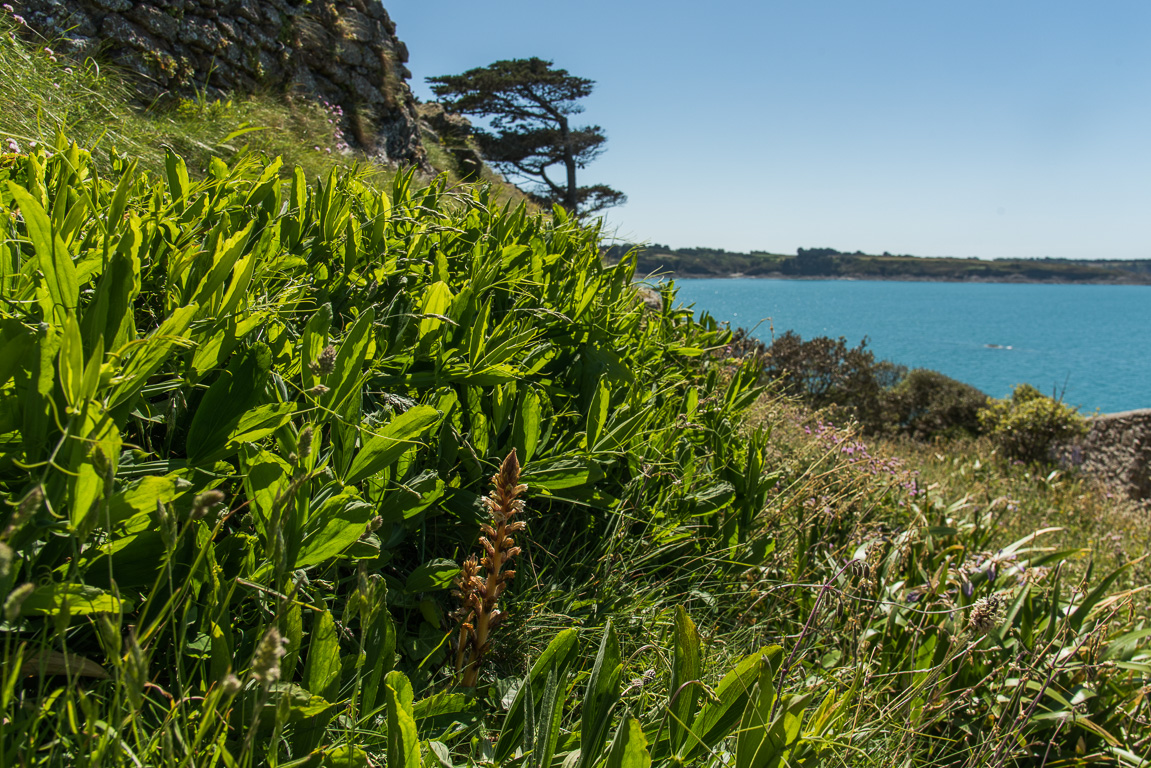 Saint-Coulomb, île Du Guesclin