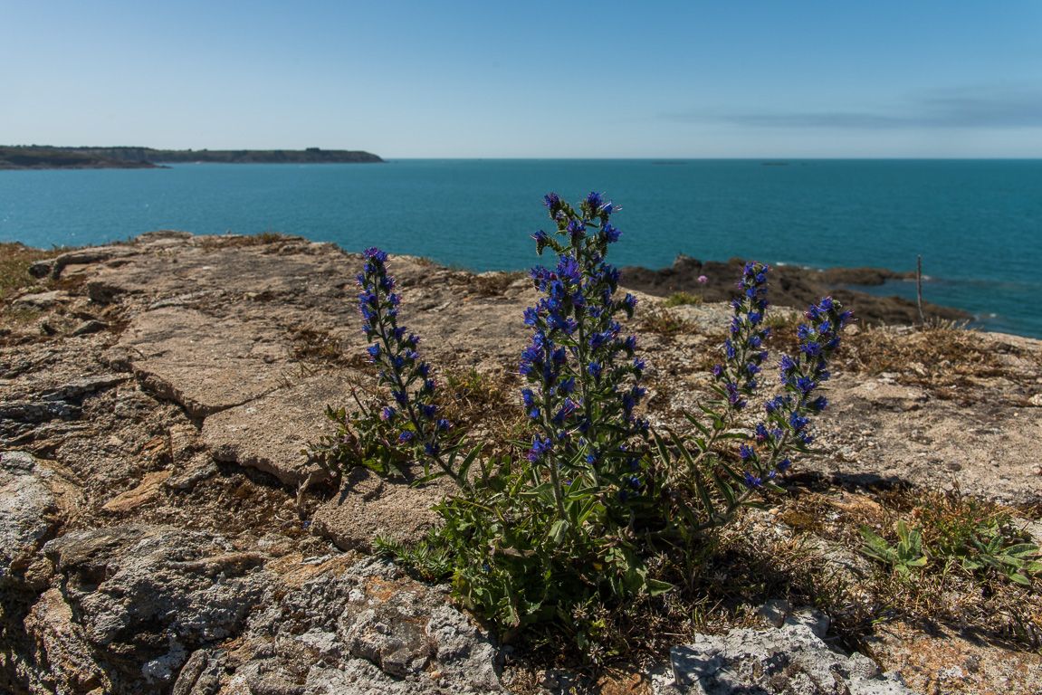 Saint-Coulomb, île Du Guesclin