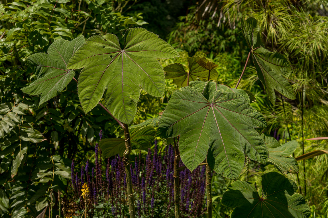 Penvénan, Jardins du Pellinec.