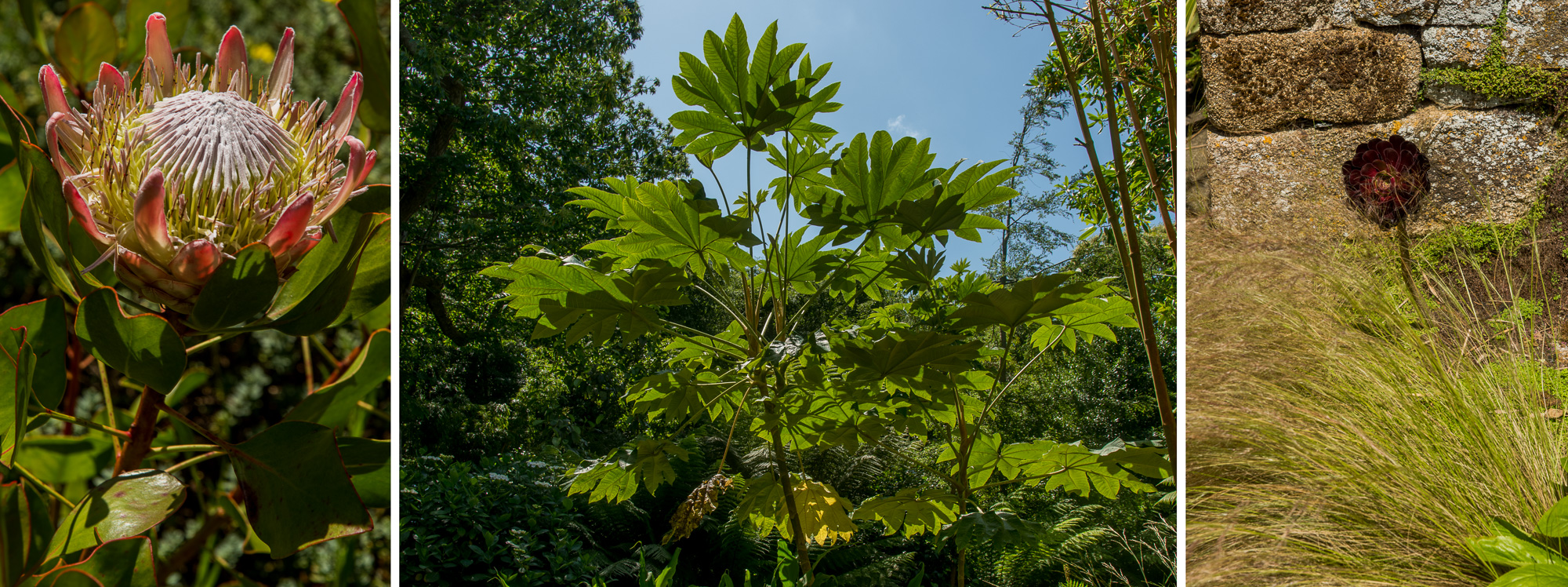 Penvénan, Jardins du Pellinec.