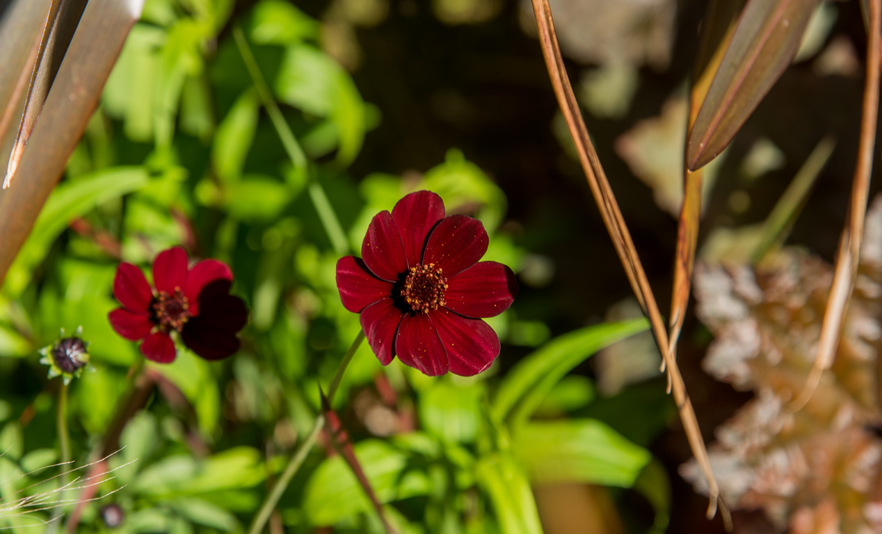 Plouëc-du-Trieux, les  Jardins de Kerfouler. Tout feu tout flamme.