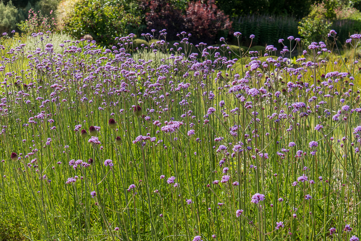 Plouëc-du-Trieux, les  Jardins de Kerfouler. L'étang aux Hirondelles.