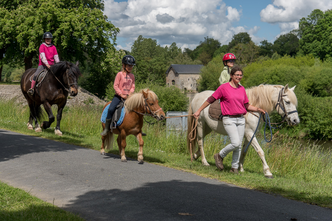 Ménil. Les chevaux de Trait Nature en promenade le long du chemin de halage.