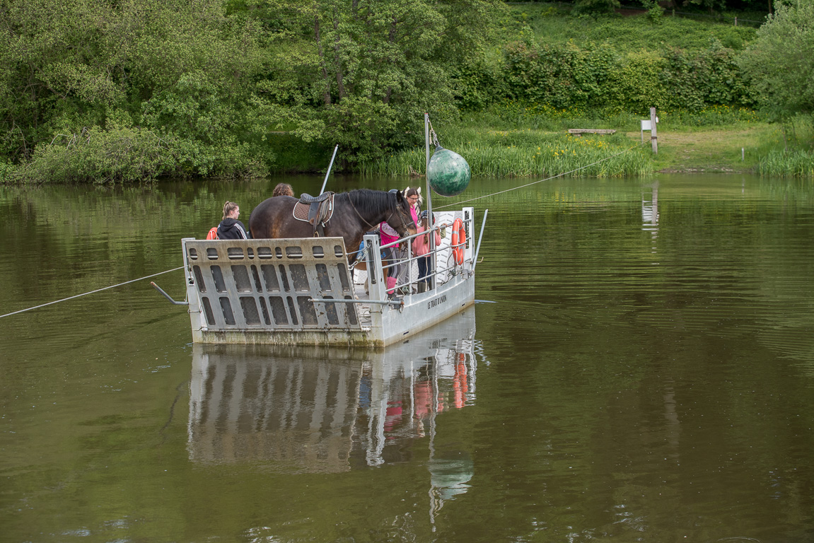 Ménil. Passage des chevaux de Trait Nature par le bac à chaîne.