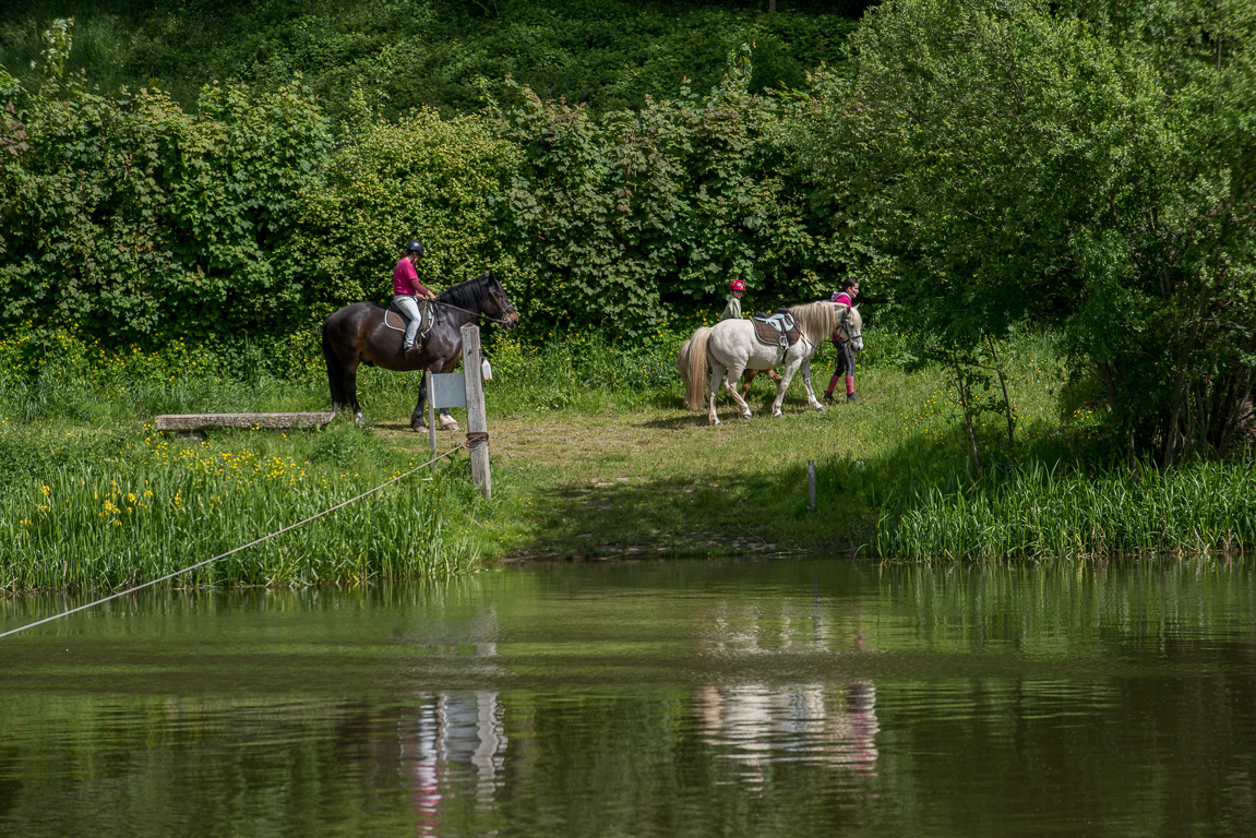 Ménil. Passage des chevaux de Trait Nature par le bac à chaîne.