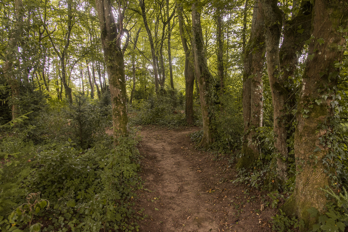 La  petite "forêt" du Collège Royal. Stéphane a eu envie de la conserver dans un esprit très naturel. avec quelques minuscules chemins qui jouent avec les perspectives sur sa demeure.