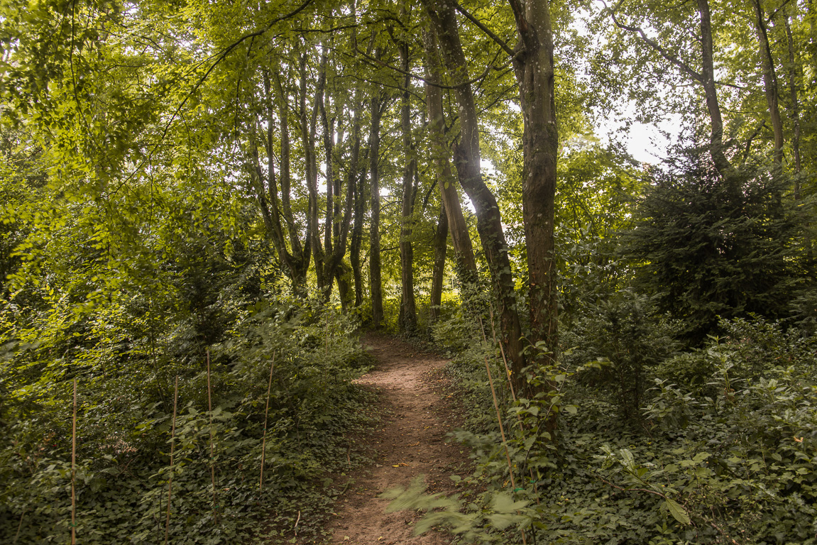 La  petite "forêt" du Collège Royal. Stéphane a eu envie de la conserver dans un esprit très naturel. avec quelques minuscules chemins qui jouent avec les perspectives sur sa demeure.