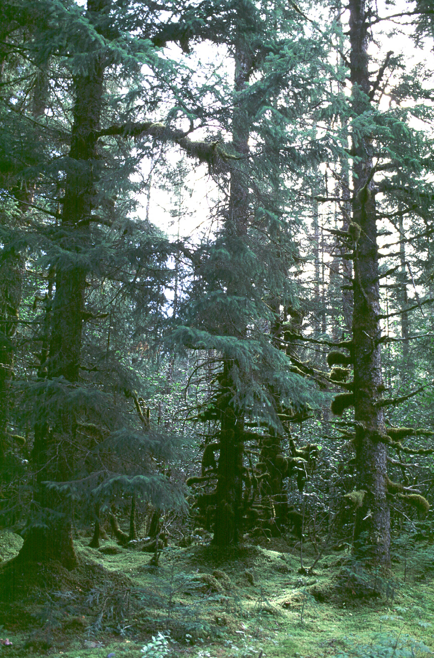 La forêt alaskane est souvent recouverte de mousses.