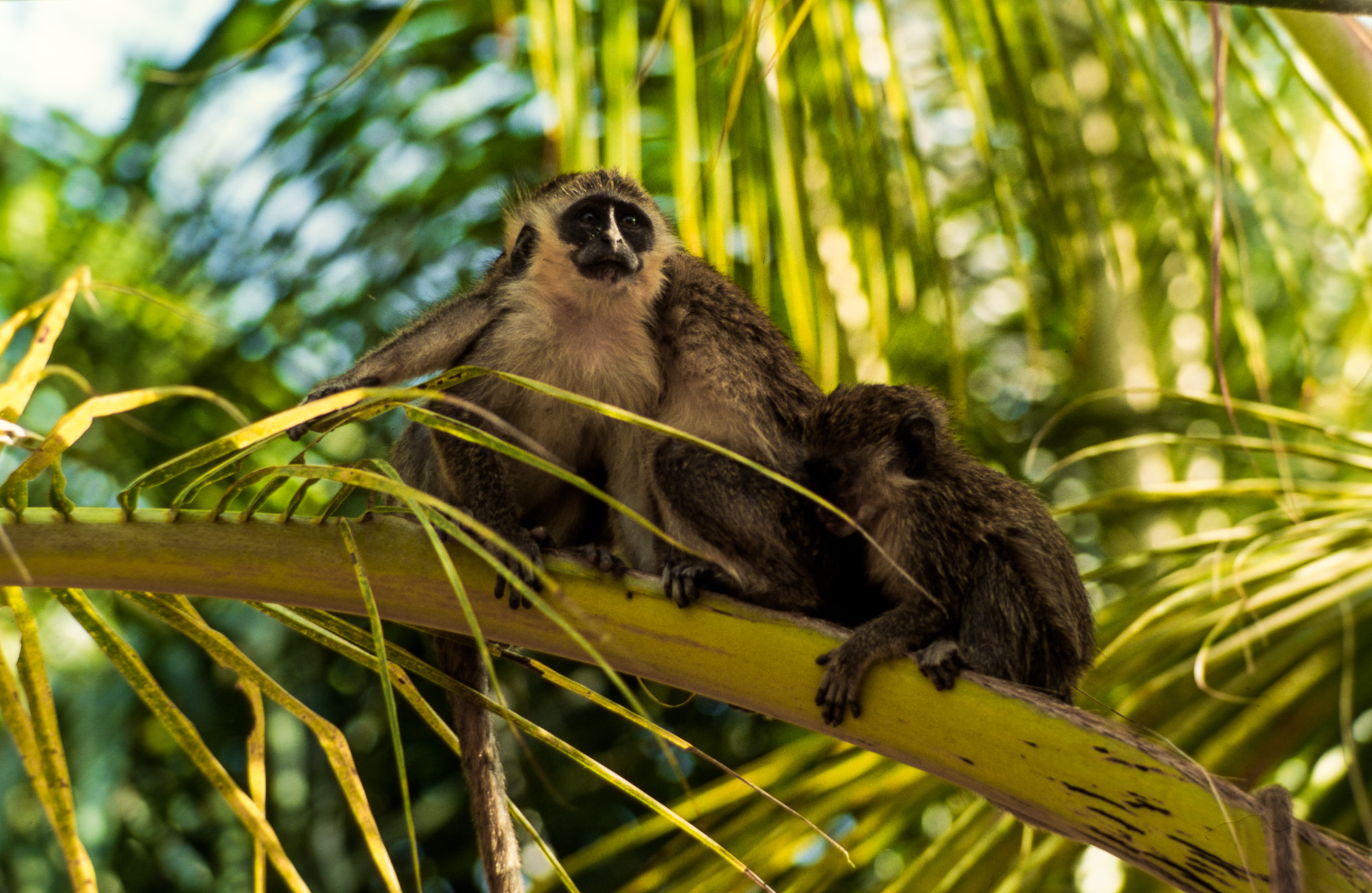 Tarrafal. Singes en liberté.