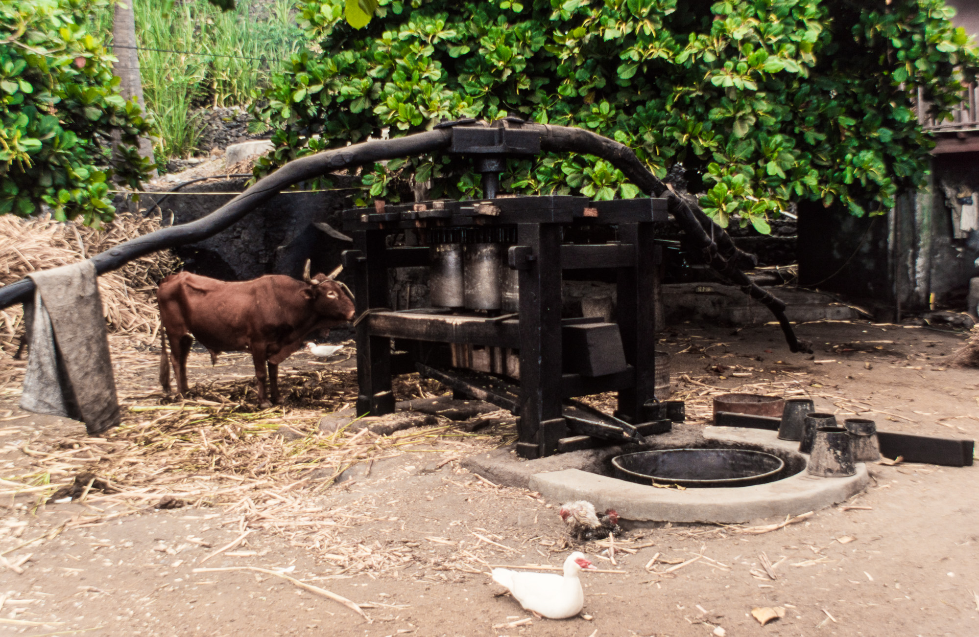 Ribeira Grande. Rhumerie traditionnelle. La canne est distillée de manière archaïque, mais elle donne un rhum, classé comme un des meilleurs au monde. Ici, ce sont des bœufs qui font tourner  la meule.