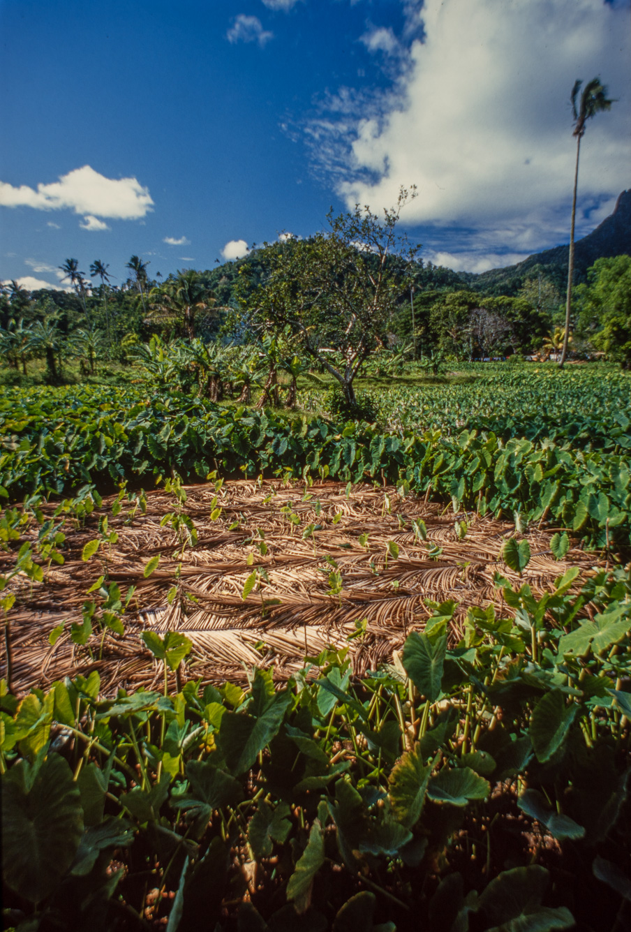 Rarotonga. Champ de Taros. Cette plante traditionnelle de Polynésie est cultivée en abondance dans l'île.