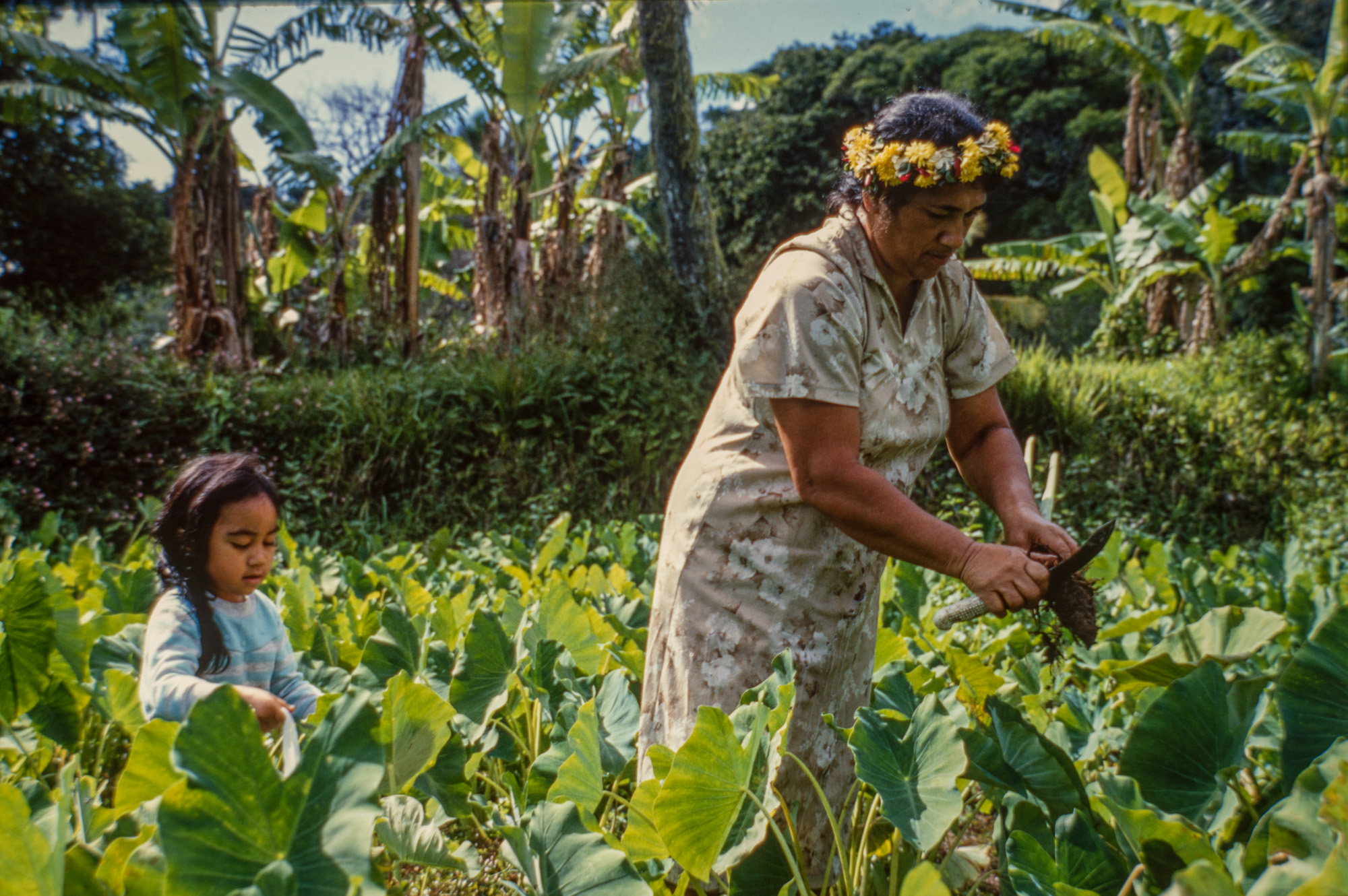 Rarotonga. Champ de Taros. Cette plante traditionnelle de Polynésie est cultivée en abondance dans l'île.