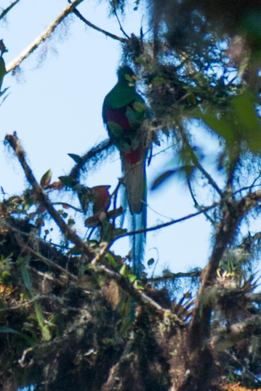 Parc des quetzales