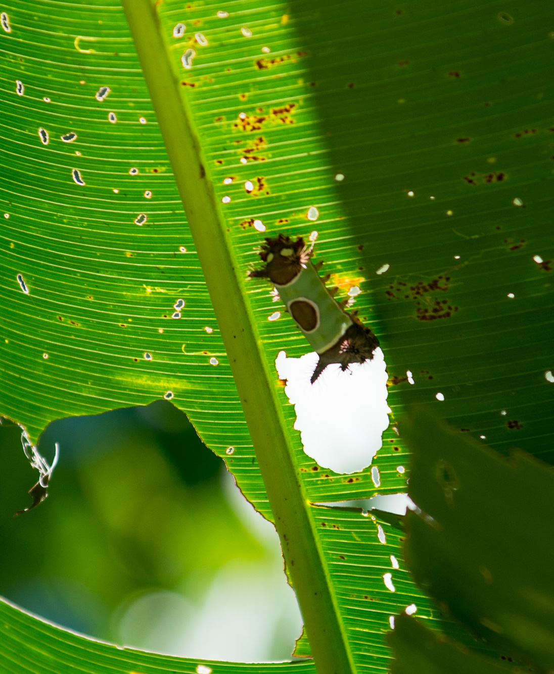 Parc National Manuel Antonio