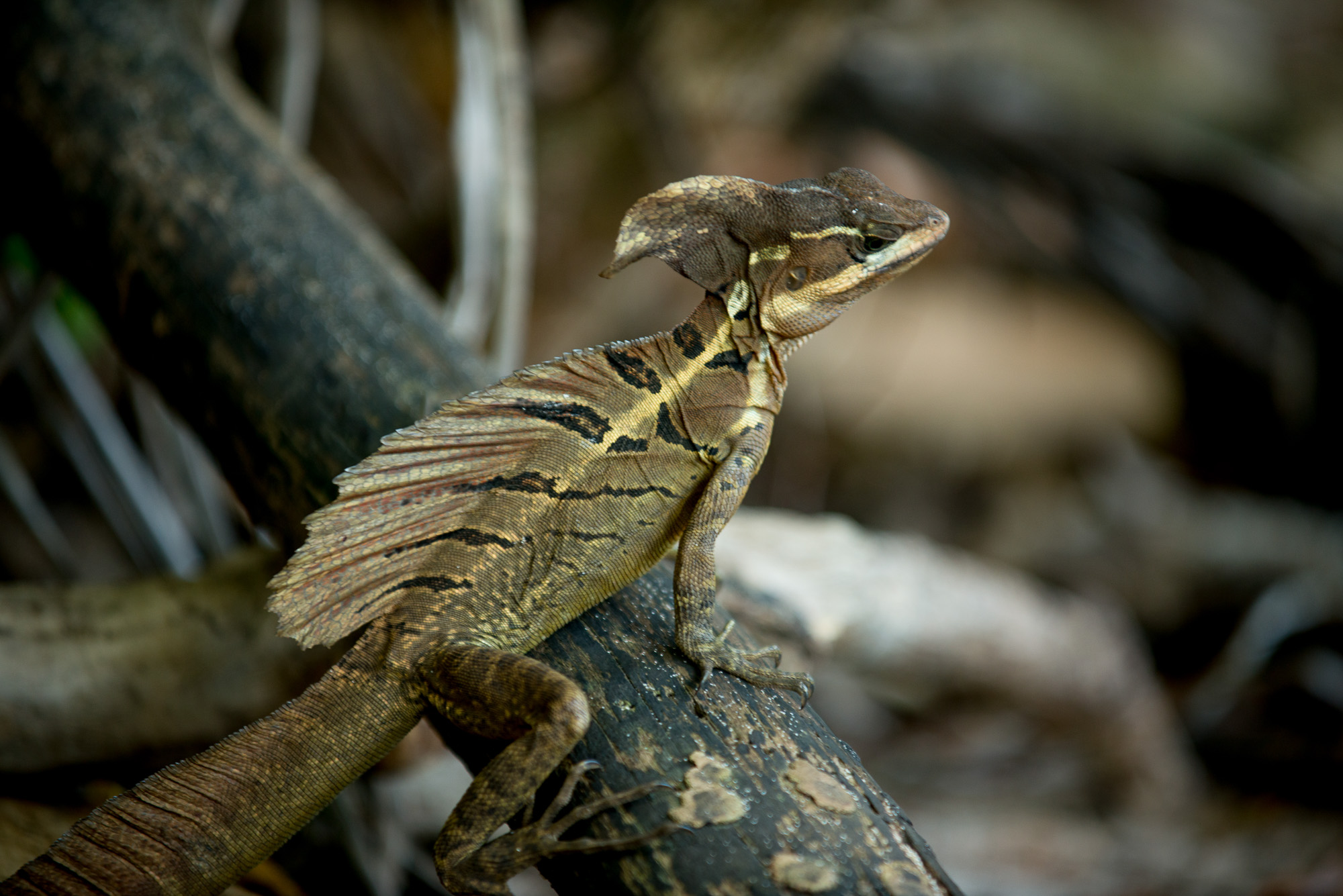 Parc National Manuel Antonio