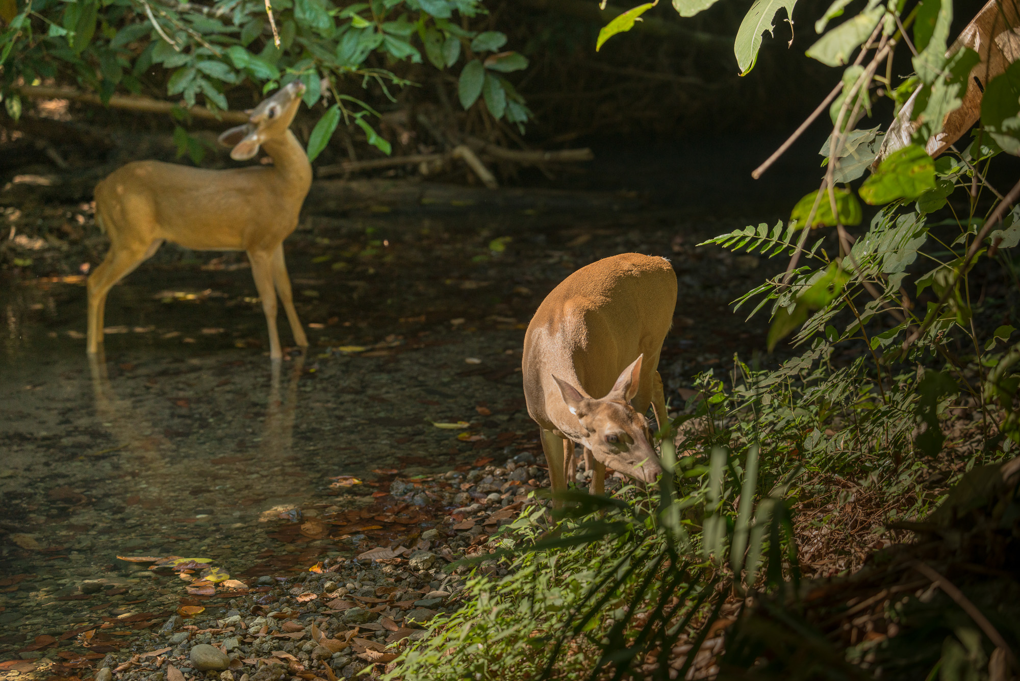 Parc National Manuel Antonio