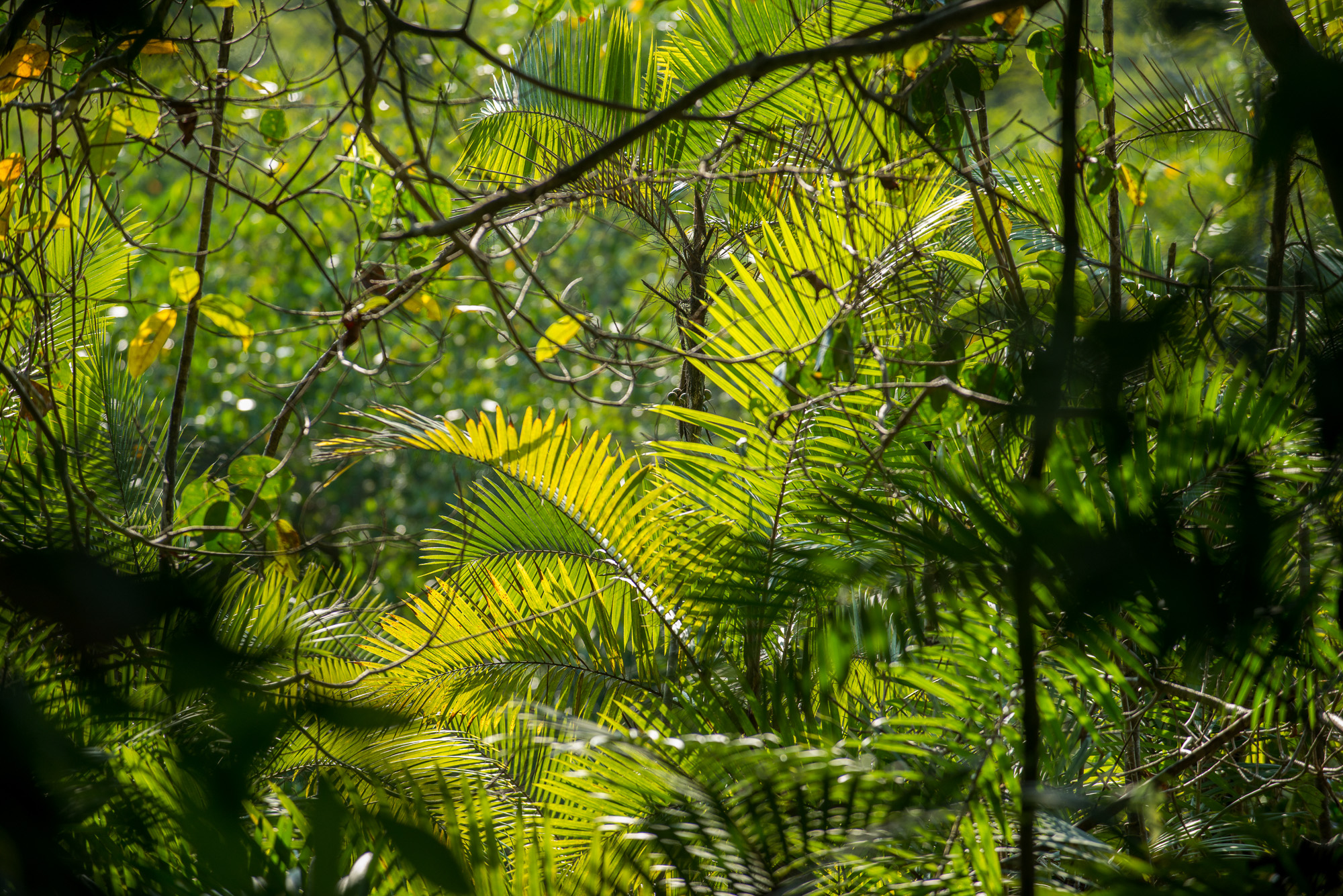 Parc National Manuel Antonio