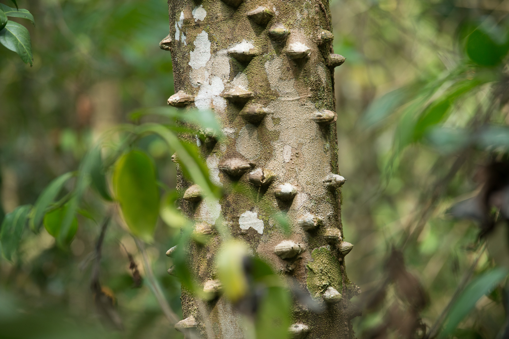 Poivrier du Sichuan "Zanthoxylum piperitum" dans le parc National Corcovado, entrée Sirena. Bahia Drake.