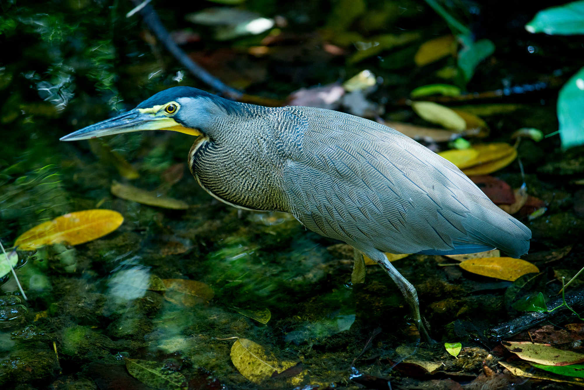 Un oiseau dans le parc National Corcovado, entrée Sirena. Bahia Drake.