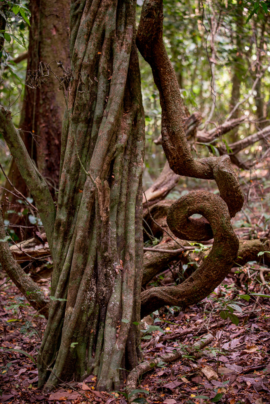 Arbre noueux dans le parc National Corcovado, entrée Sirena. Bahia Drake.