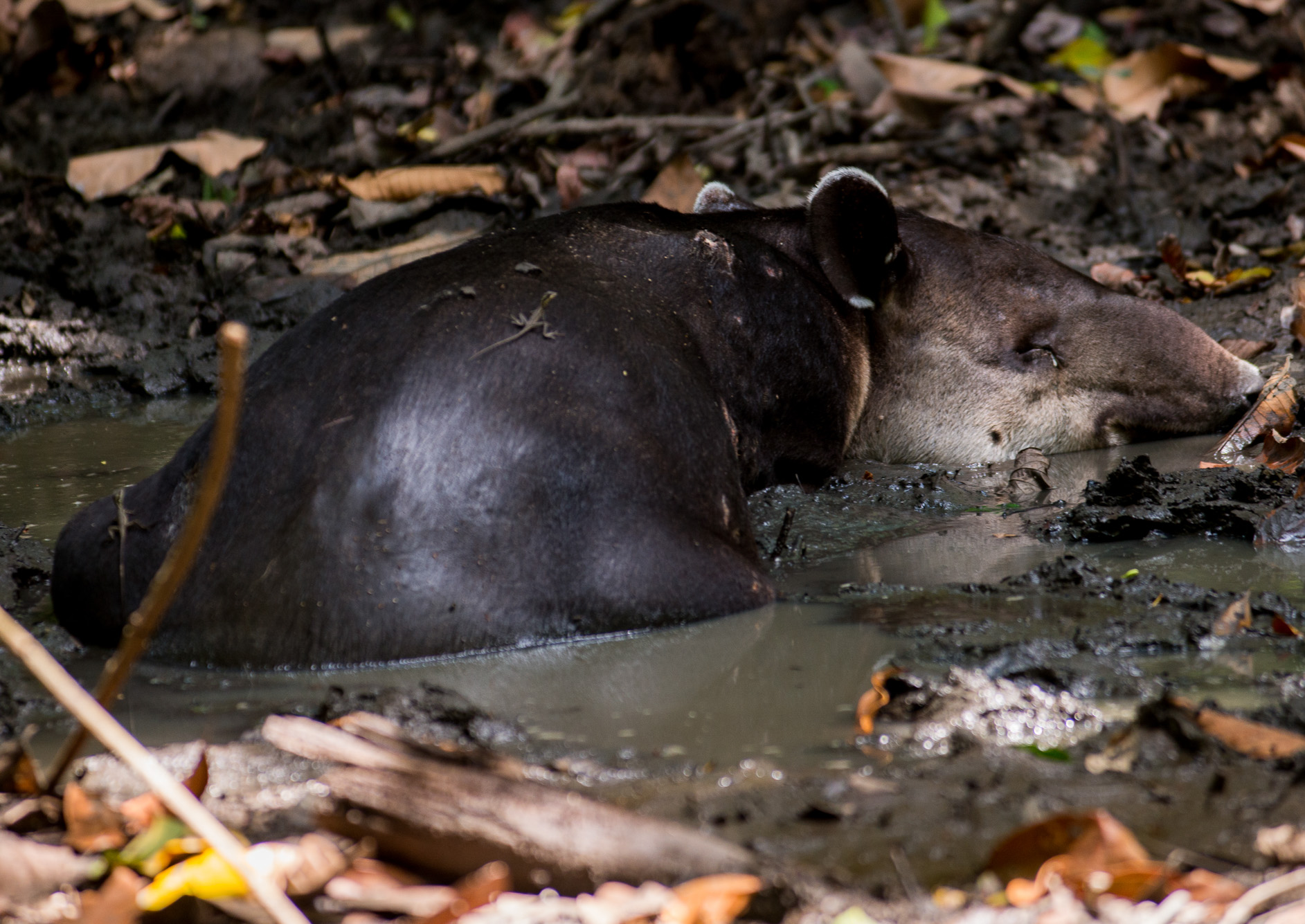 Un Tapir dans le parc National Corcovado, entrée Sirena. Bahia Drake.