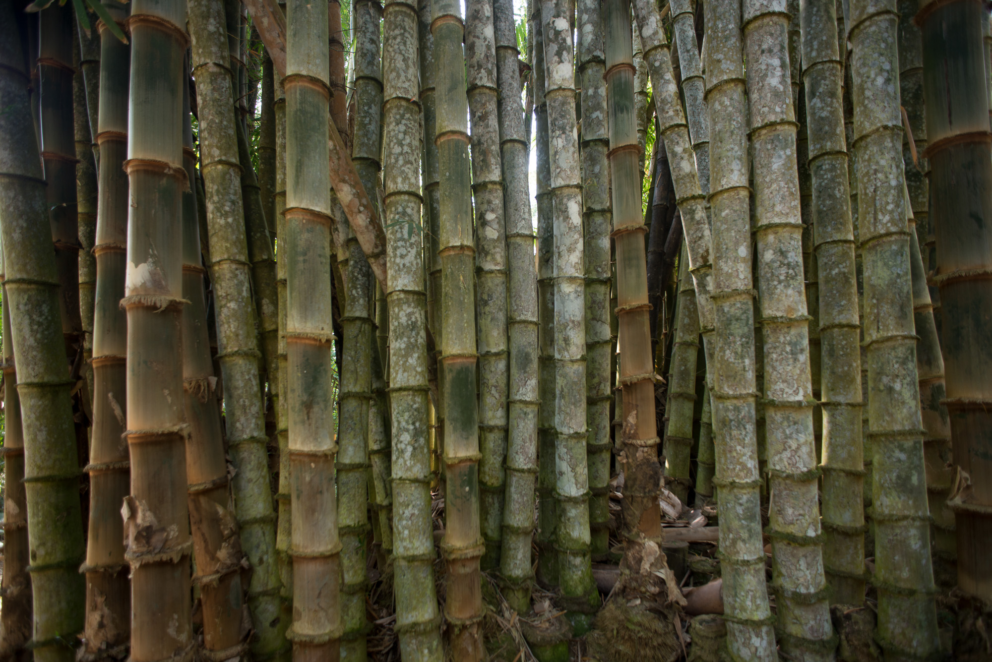 Bambous sur le chemin du Parc Corcovado à Bahia Drake.