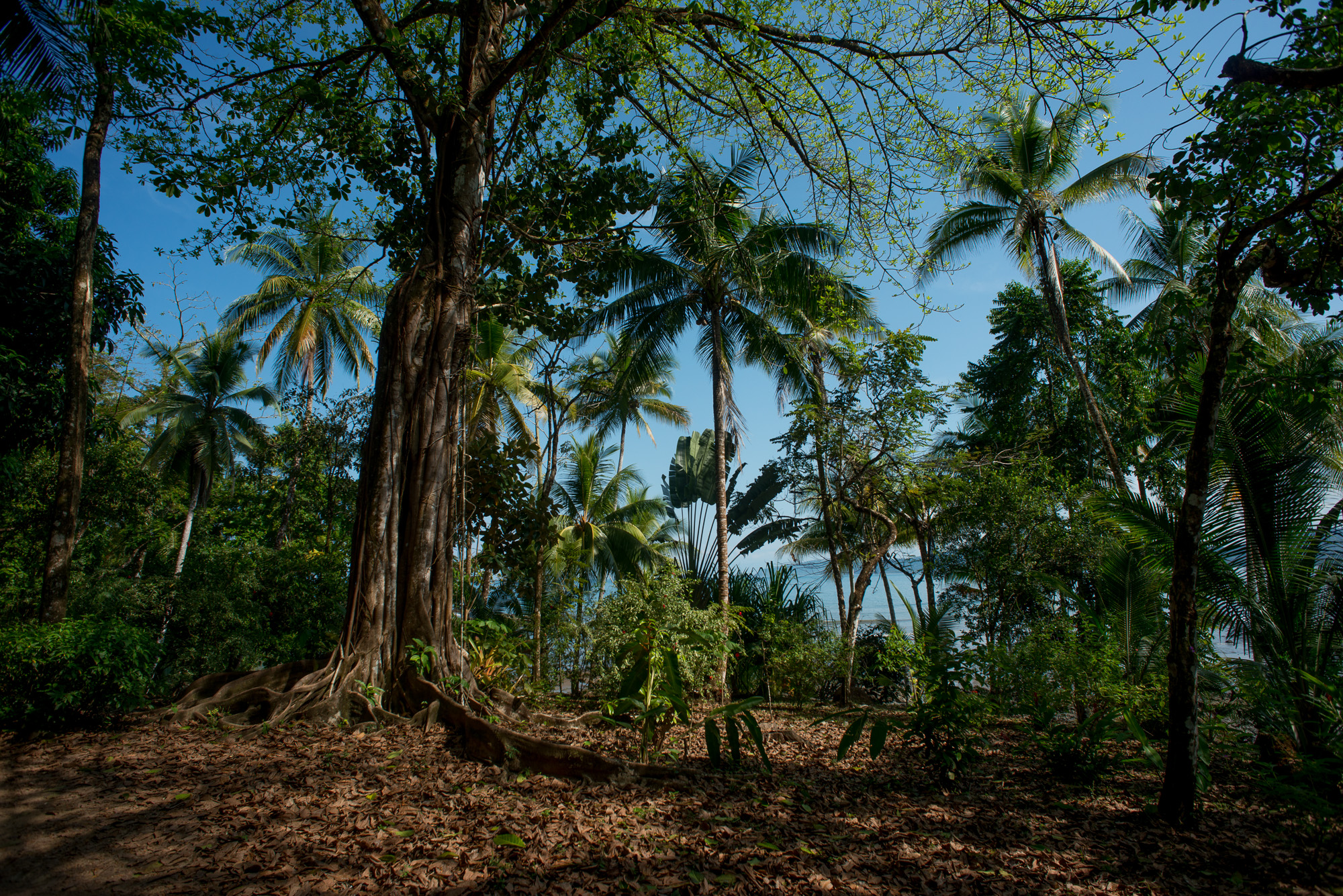 Sur le chemin du Parc Corcovado à Bahia Drake. Corcovado à Bahia Drake.