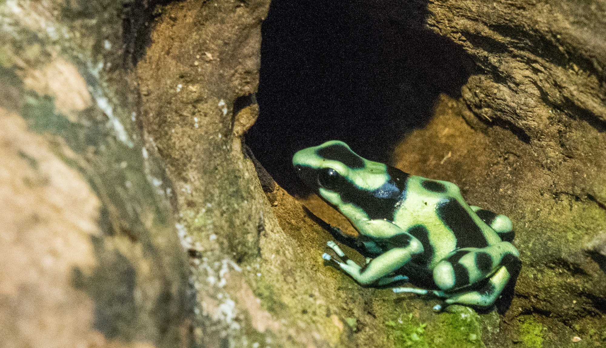 Grenouille dendrobates