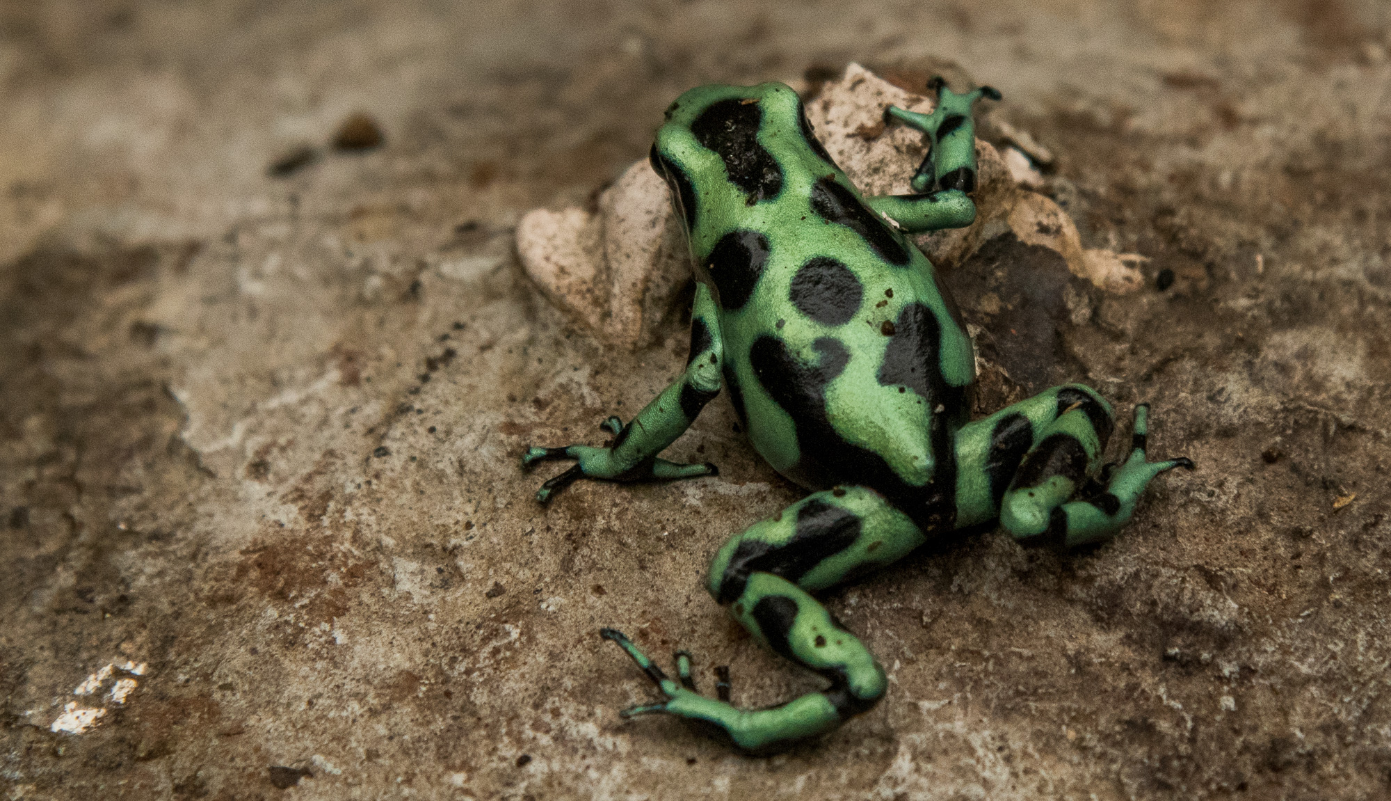 Grenouille dendrobates