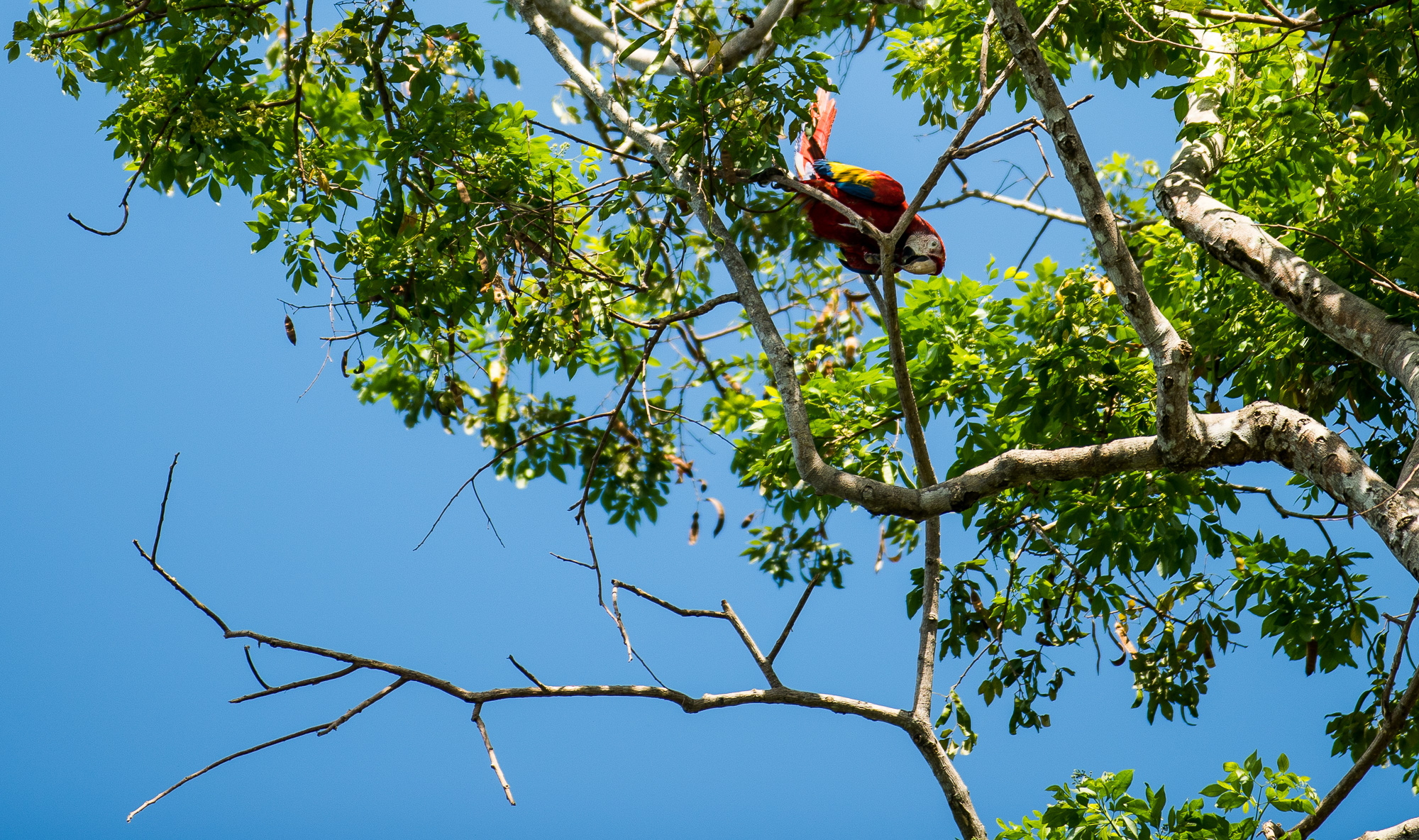 Golfito/ Aras dans un arbre