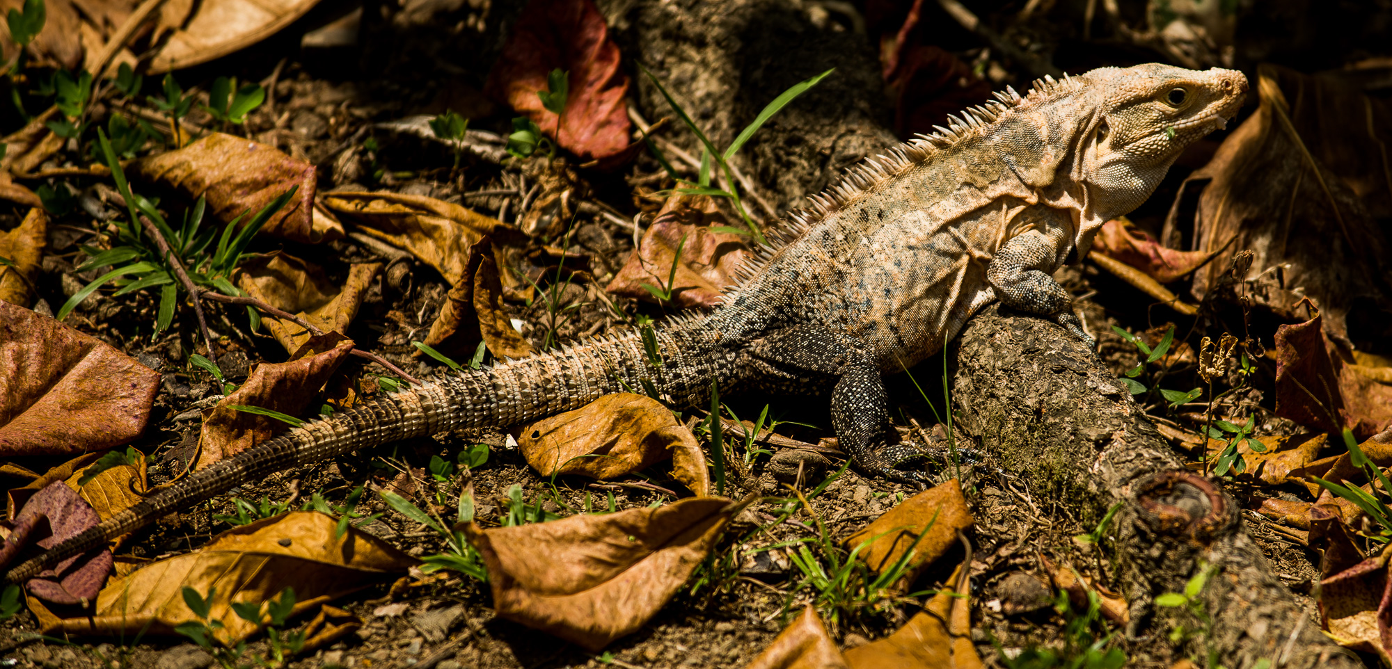 Puerto Jimenes - Iguane