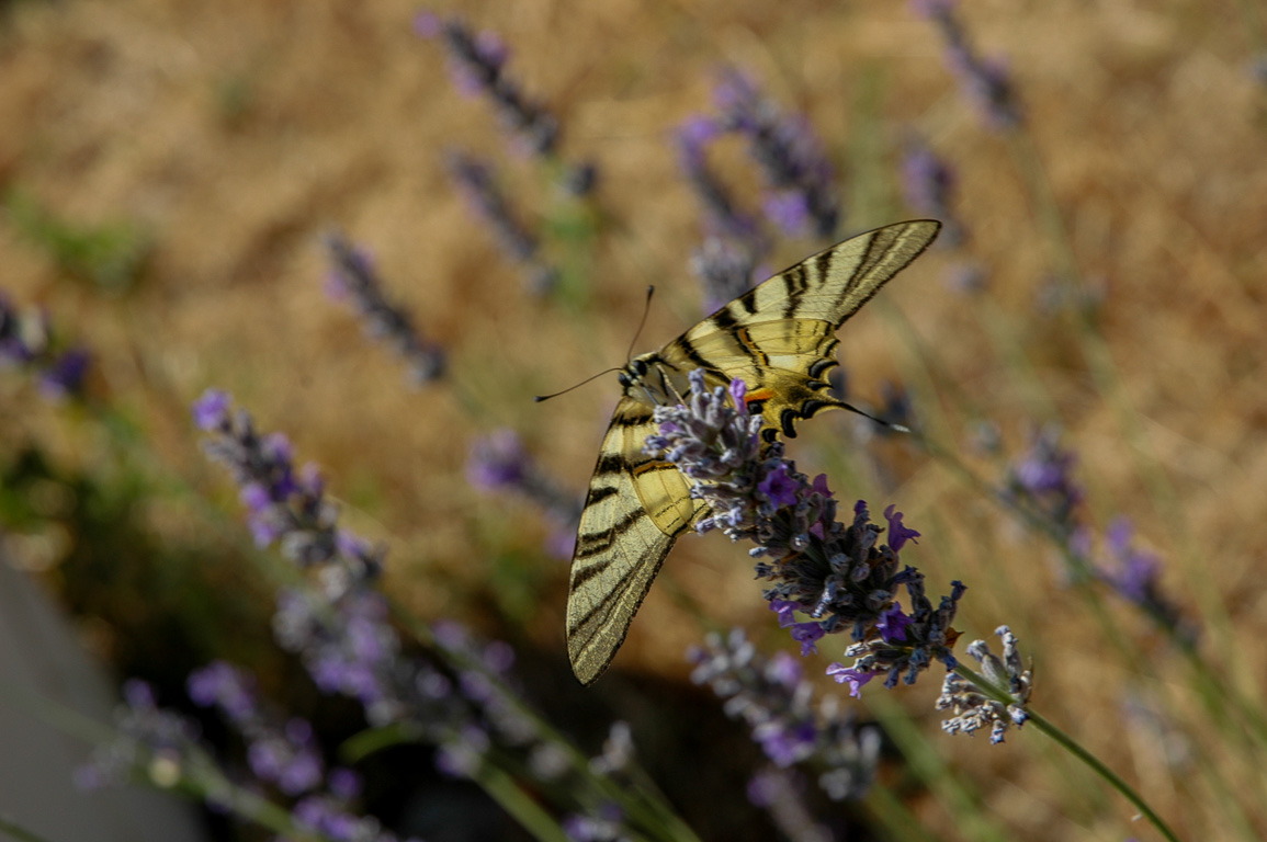 Le parc National de Plivice.