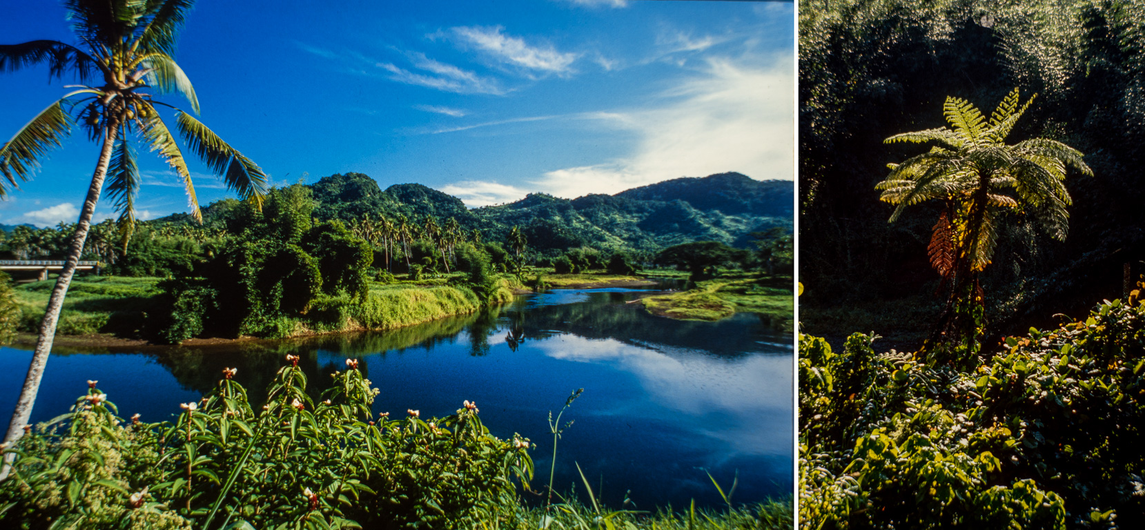 Savu-Savu. Nakawa Forest une jungle tropicale à tout juste 25 km du centre ville