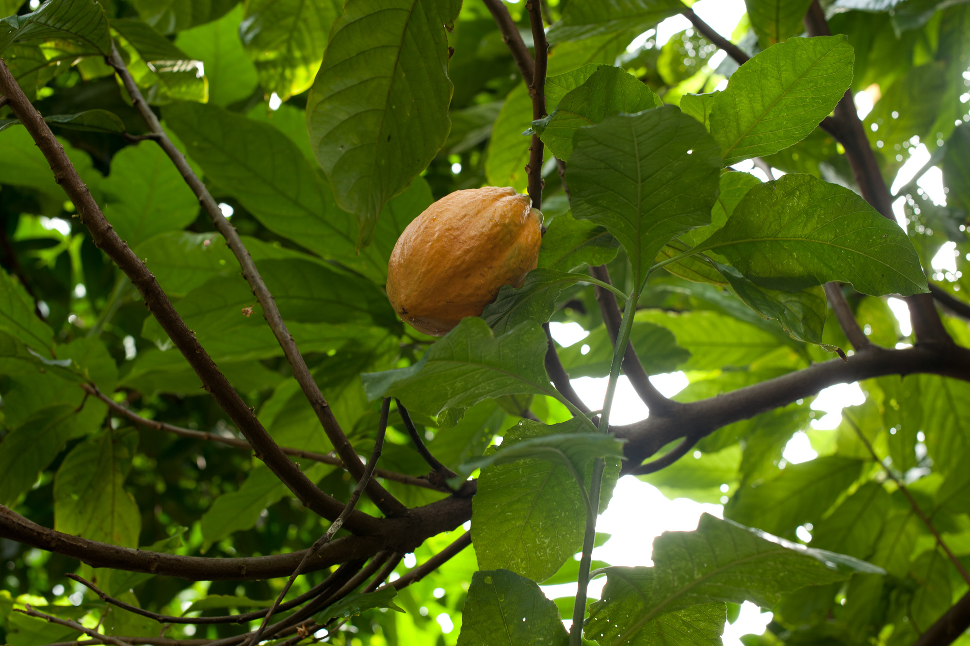 CHOCOLATERIE DE JULIE. Récolte des cabosses de cacao.