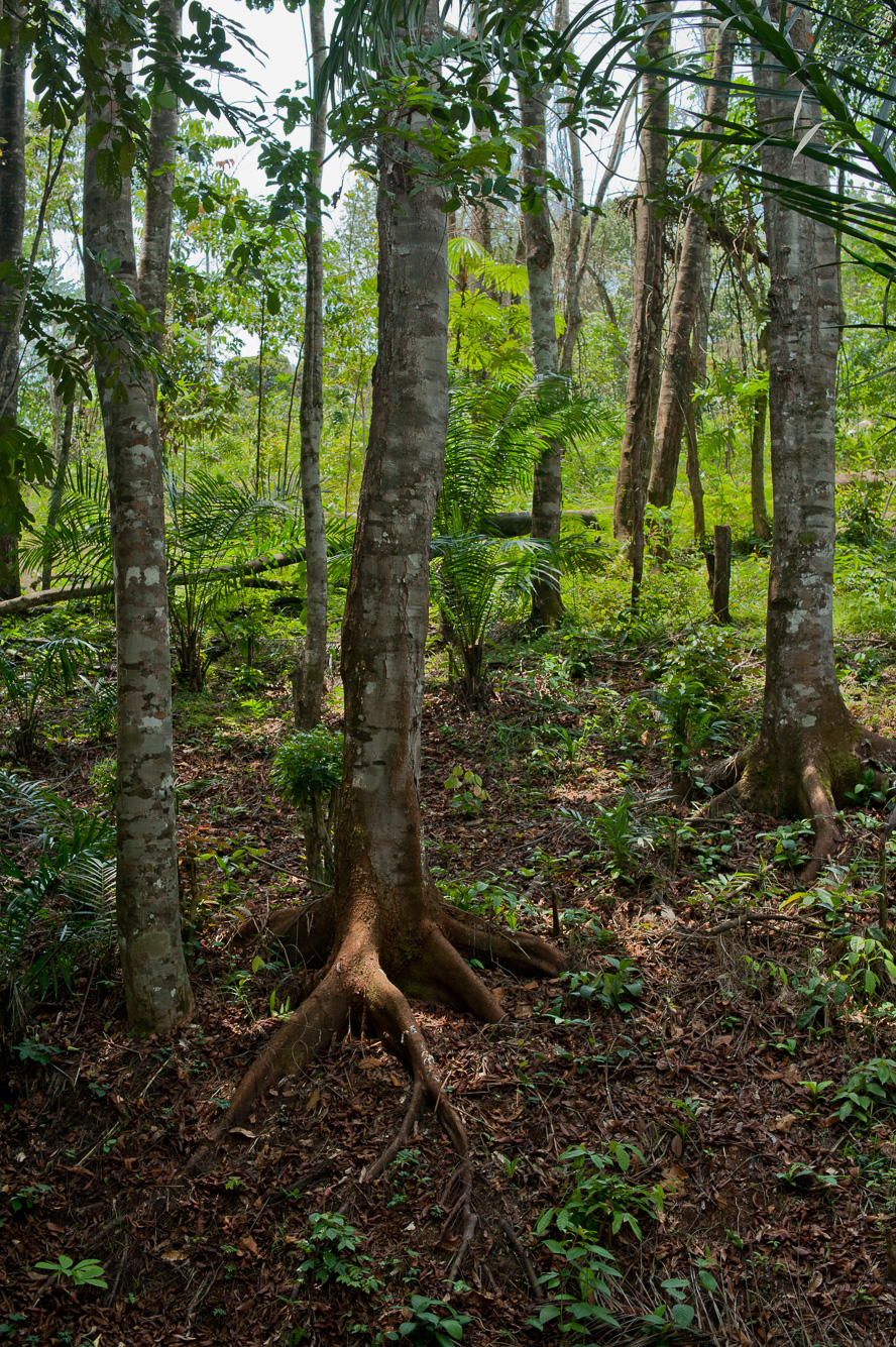 plage et foret primaire