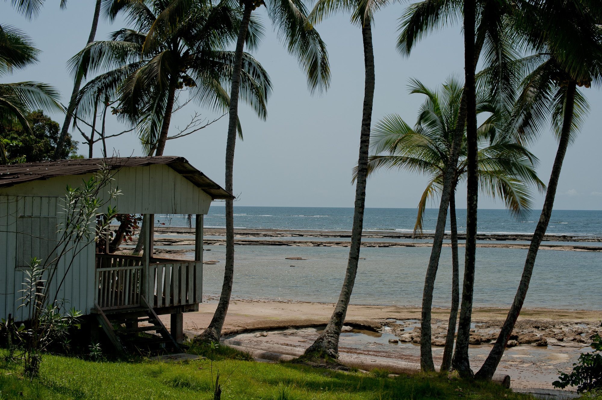 plage et foret primaire