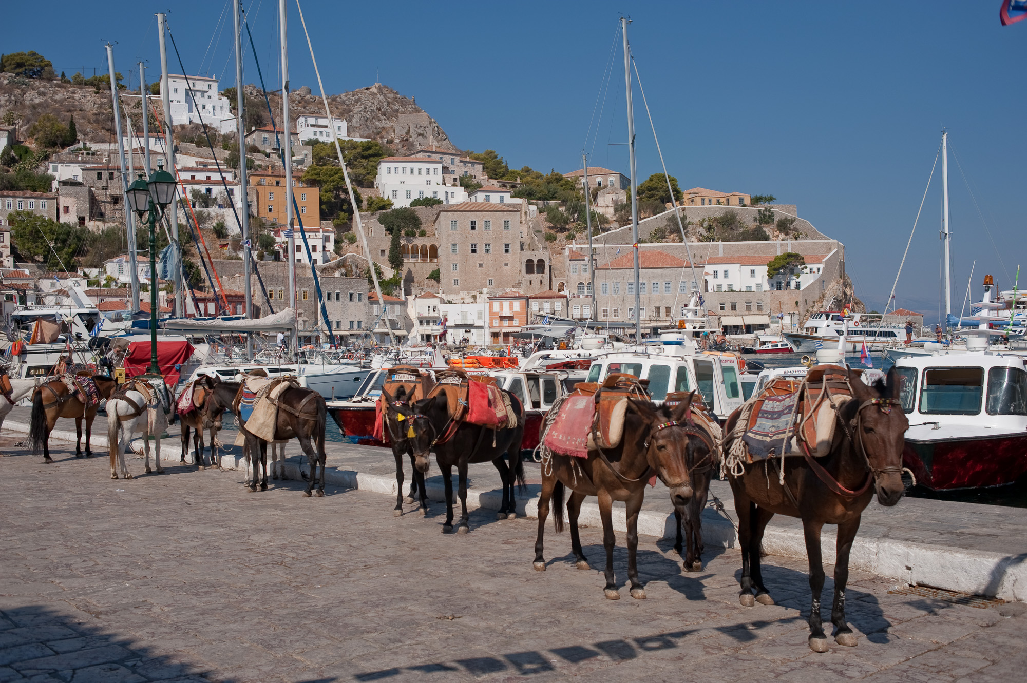 Le village d'hydra. Les mules remplacent les taxis, aussi bien pour les passagers que pour les marchandise.