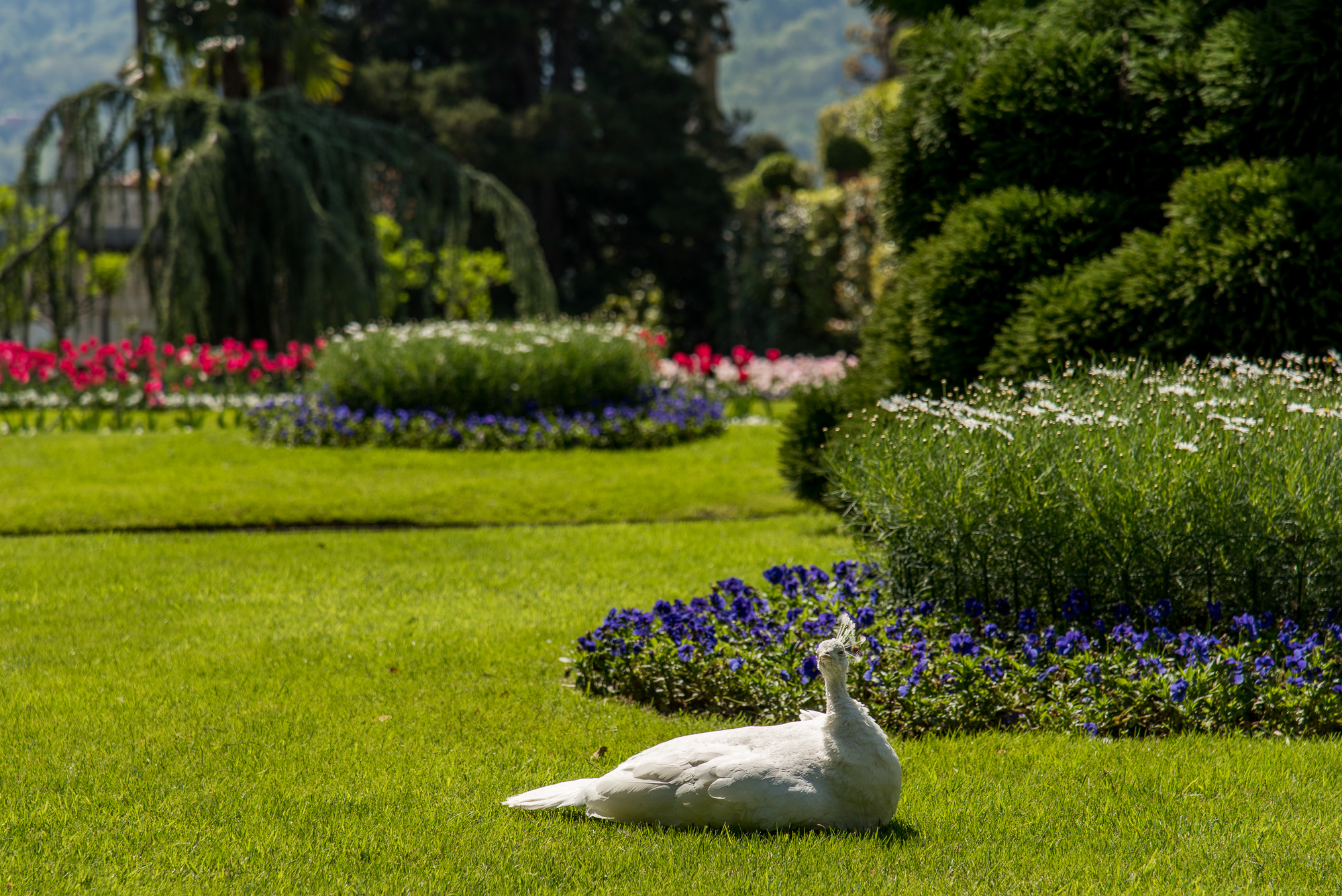 Lago Maggiore - Isola Bella, les paons dans les jardins du Palais des Borromées.